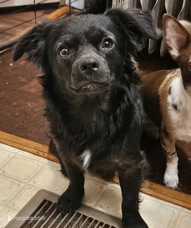 All mixed up, a male Boykin Spaniel for sale in Clarks Hill, SC – 1 of 2