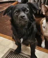 All mixed up, a male Boykin Spaniel for sale in Clarks Hill, SC – 1 of 2