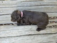 Cherry Blossom , a female Boykin Spaniel for sale in Clarks Hill, SC – 3 of 5