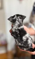 Crest, a male Chihuahua for sale in Clarks Hill, SC – 2 of 3