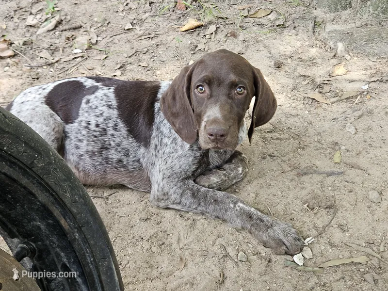 Dude – German Shorthaired Pointer puppy for sale in Clarks Hill, SC