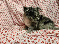 processed/2e7de8ac-1e93-42a6-8c9f-7e2189750cf9/listing/e88920fc-53b7-471c-8245-4f68a5fb0cb0/cfa795f8-79fd-40e0-84c0-0ca9ea417539