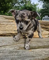 Chocolate Mer, a female Chihuahua for sale in Clarks Hill, SC – 4 of 5