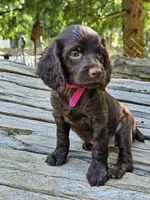 Passion , a female Boykin Spaniel for sale in Clarks Hill, SC – 3 of 6