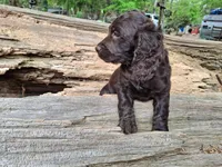 Bospringer , a male English Springer Spaniel and Boykin Spaniel for sale in Clarks Hill, SC – Photo 4 of 4