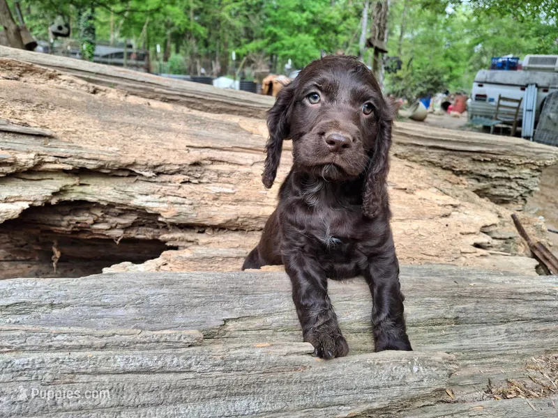 Bospringer , a male English Springer Spaniel and Boykin Spaniel for sale in Clarks Hill, SC – Photo 1 of 4