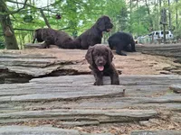 Bospringer , a male English Springer Spaniel and Boykin Spaniel for sale in Clarks Hill, SC – Photo 3 of 4