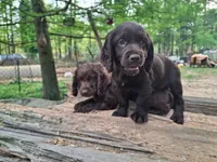 Bospringer , a male English Springer Spaniel and Boykin Spaniel for sale in Clarks Hill, SC – Photo 2 of 4