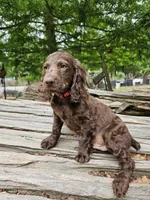Male 2, a male Boykin Spaniel for sale in Clarks Hill, SC – 2 of 2