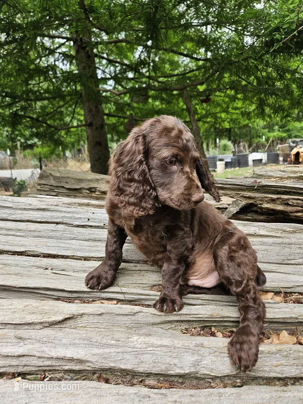 Male 2, a male Boykin Spaniel for sale in Clarks Hill, SC – 1 of 2
