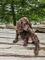 Male 2, a male Boykin Spaniel for sale in Clarks Hill, SC – 1 of 2
