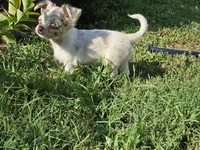 Moon, a female Chihuahua for sale in Clarks Hill, SC – 6 of 6