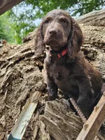 Male 1, a male Boykin Spaniel for sale in Clarks Hill, SC – 3 of 3