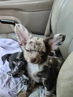 Batman , a male Chihuahua for sale in Clarks Hill, SC – 2 of 4