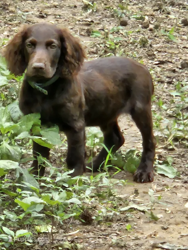 Male 2 – Boykin Spaniel puppy for sale in Clarks Hill, SC
