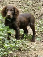 Male 2, a male Boykin Spaniel for sale in Clarks Hill, SC – 1 of 5