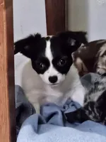 Happy, a male Chihuahua for sale in Clarks Hill, SC – Photo 1 of 5