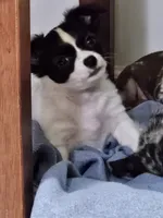 Happy, a male Chihuahua for sale in Clarks Hill, SC – Photo 5 of 5