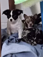 Happy, a male Chihuahua for sale in Clarks Hill, SC – Photo 2 of 5