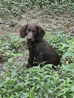 Male 2, a male Boykin Spaniel for sale in Clarks Hill, SC – 2 of 5