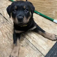 Sunshine, a female Rottweiler for sale in Morley, MI – Photo 2 of 8