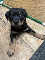 processed/2e828eef-e994-4fd3-9a89-30ec893519c7/listing/1dfa2813-20d1-4549-b4a6-4d0fd8591045/490f4470-bd0d-444f-acb0-71f824ab08e6