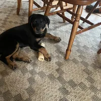 Sunshine, a female Rottweiler for sale in Morley, MI – Photo 1 of 8