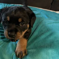 Sunshine, a female Rottweiler for sale in Morley, MI – Photo 5 of 8