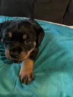 processed/2e828eef-e994-4fd3-9a89-30ec893519c7/listing/1dfa2813-20d1-4549-b4a6-4d0fd8591045/81090429-a35a-43bd-839a-ce5798362a45