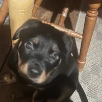 Sunshine, a female Rottweiler for sale in Morley, MI – Photo 3 of 8