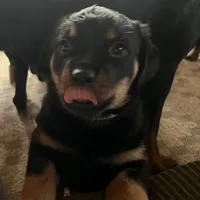 Sunshine, a female Rottweiler for sale in Morley, MI – Photo 6 of 8