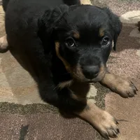 Sunshine, a female Rottweiler for sale in Morley, MI – Photo 4 of 8