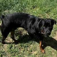 Sunshine, a female Rottweiler for sale in Morley, MI – Photo 7 of 8
