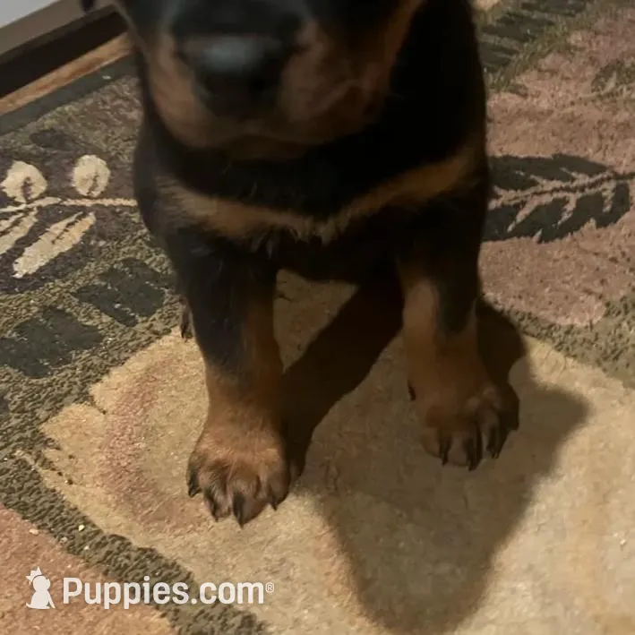 Green, a female Rottweiler for sale in Morley, MI – Photo 4 of 7