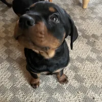 Green, a female Rottweiler for sale in Morley, MI – Photo 1 of 7