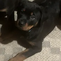 Green, a female Rottweiler for sale in Morley, MI – Photo 3 of 7
