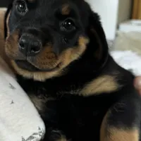 Green, a female Rottweiler for sale in Morley, MI – Photo 5 of 7