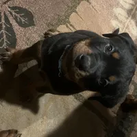 Blue, a female Rottweiler for sale in Morley, MI – Photo 3 of 8