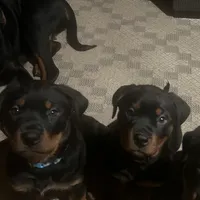 Blue, a female Rottweiler for sale in Morley, MI – Photo 5 of 8