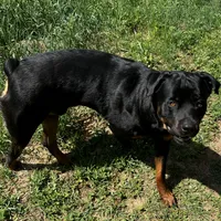 Blue, a female Rottweiler for sale in Morley, MI – Photo 7 of 8