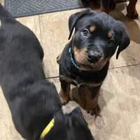 Blue, a female Rottweiler for sale in Morley, MI – Photo 4 of 8