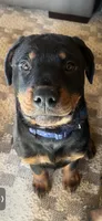 Blue, a female Rottweiler for sale in Morley, MI – Photo 8 of 8