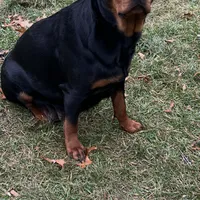 Blue, a female Rottweiler for sale in Morley, MI – Photo 6 of 8