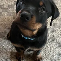 Blue, a female Rottweiler for sale in Morley, MI – Photo 2 of 8