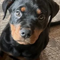 Blue, a female Rottweiler for sale in Morley, MI – Photo 1 of 8