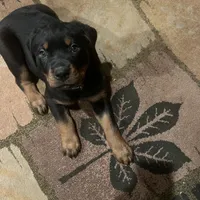 Red, a female Rottweiler for sale in Morley, MI – Photo 7 of 8