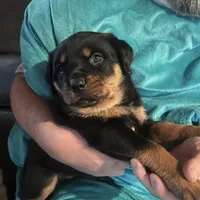 Red, a female Rottweiler for sale in Morley, MI – Photo 5 of 8