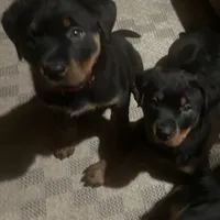 Red, a female Rottweiler for sale in Morley, MI – Photo 4 of 8