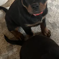 Red, a female Rottweiler for sale in Morley, MI – Photo 3 of 8