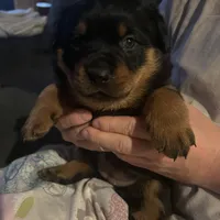 Red, a female Rottweiler for sale in Morley, MI – Photo 6 of 8